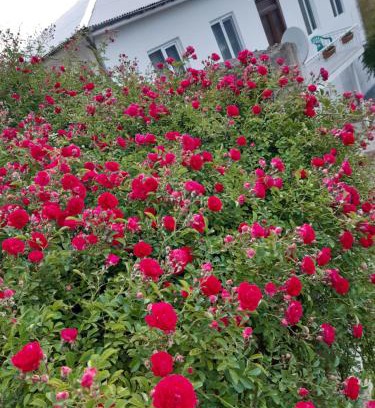 Kobuleti Apartment | Sameba House