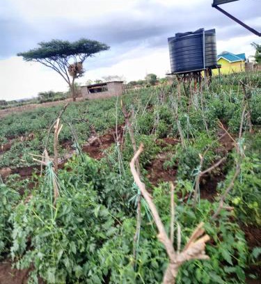 Murka House | Sammyvero farm