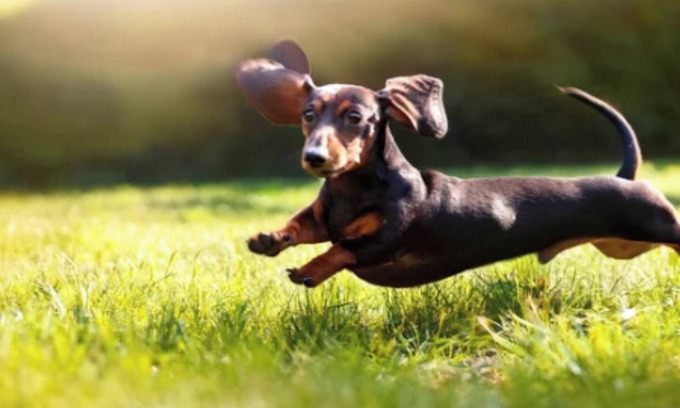 Kujukuri House | Small and mediumsized dogs allowedPrivate house rental5 minutes by car to the sea Sauna and /Sanbu-gun Chiba