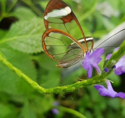 Emek HaMaayanot Cabin | The Butterflies Wood House