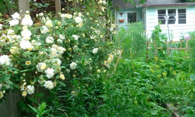 Point Roberts Cottage | The Garden Cottage.Step Back in Time - Experience Nature - with Creative Spirit