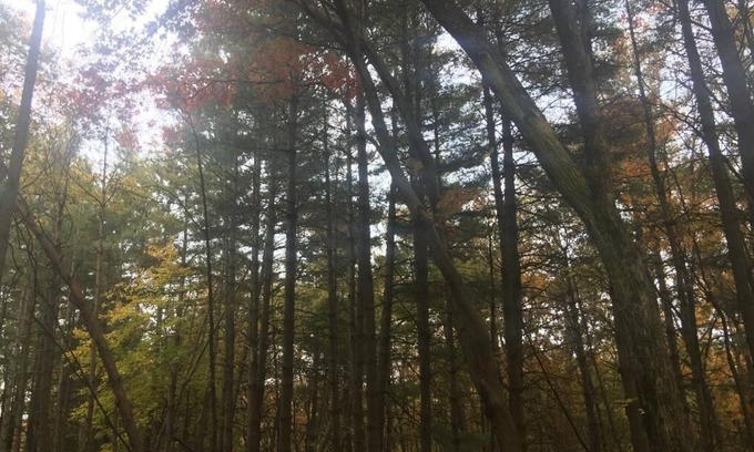 Bluford Cabin | Total Solar Eclipse April 8 2024