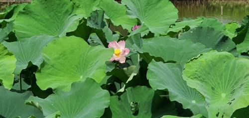 Ninh Binh Villa | Trường Nhàn Homestay