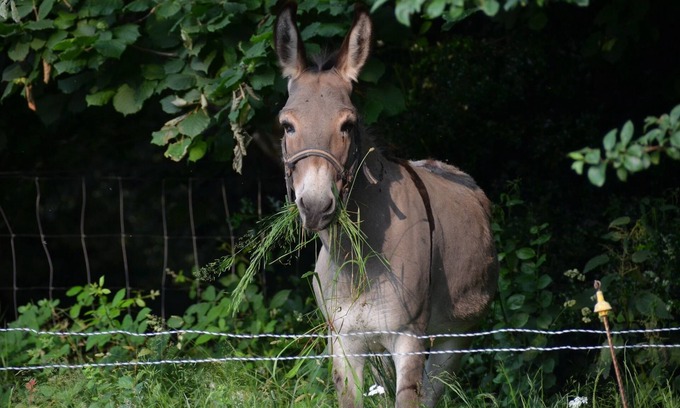 Saint-Pierre-de-Trivisy Cottage | Unforgettable for children: wide open spaces, animals to cuddle, games, wifi