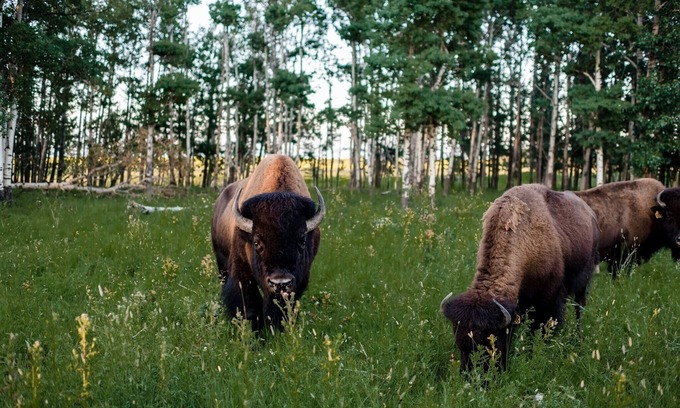 Calgary-Edmonton Corridor Cabin | Unique western style cabin surrounded by nature in a bison pasture 🦬