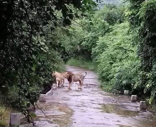 Gir National Park House | Van Vagdo Prakruti Nivas