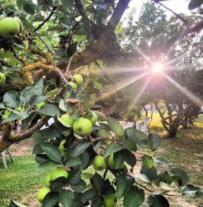 Castiglione di Cervia Bed & Breakfast | Villa Flamingo B&B