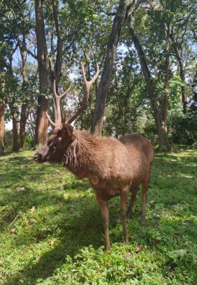 Kumily House | Wild Window - Forest View Homestay