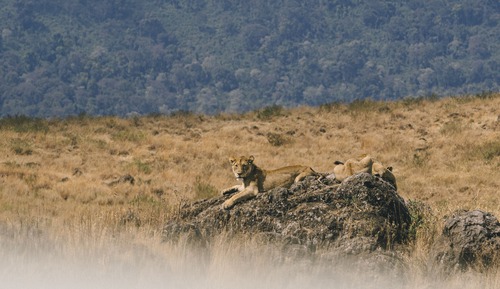 Ngorongoro Suite Safari Experience