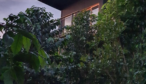 Standard Cabin, Garden View