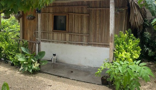 Basic Cabin, Patio, Courtyard View
