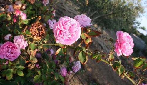 Double or Twin Room with Balcony