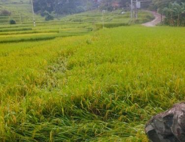 Mixed Dormitory Room