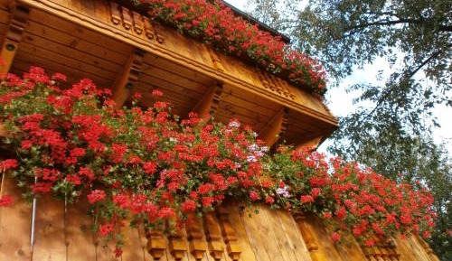 King Suite (+1 extra bed)