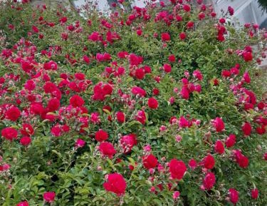 Two-Bedroom Apartment with Mountain View