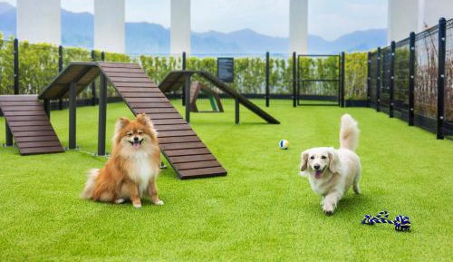 Superior Twin – Pet Friendly