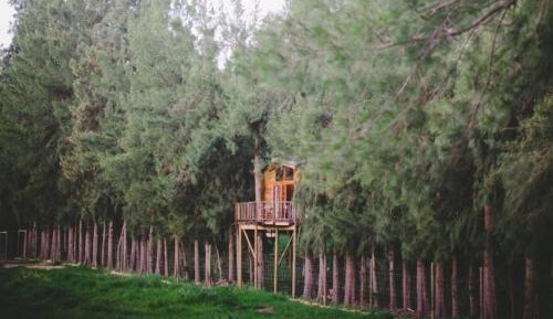 Luxury Tree House