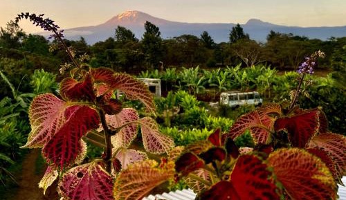 Superior Double or Twin Room with Mountain View