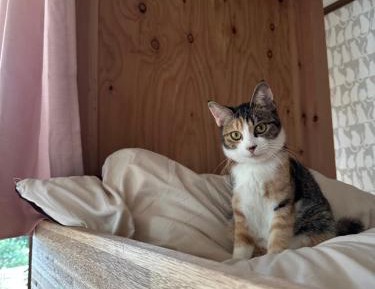 4-Bed Mixed Dormitory Room