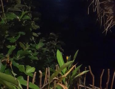 Bed in 4-Bed Mixed Dormitory Room