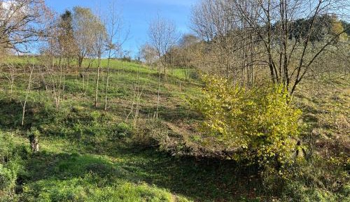 Triple Room with Garden View