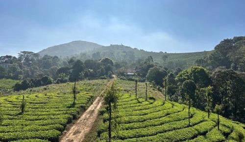 Suite with Garden View