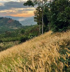 One-Bedroom Bungalow