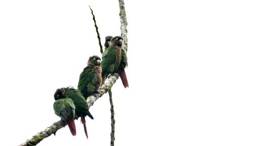 Quadruple Room with Mountain View