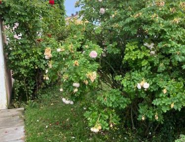Two-Bedroom Standard Apartment