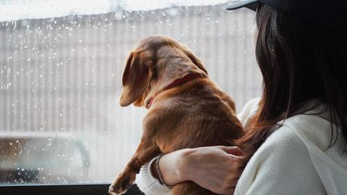 Suite with Ocean View (Pet Allowed)