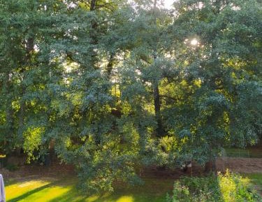 Studio with Garden View