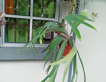 Deluxe Single Room with Balcony