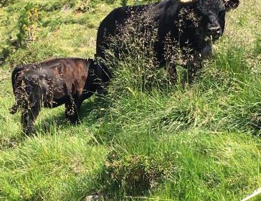 Three-Bedroom Chalet