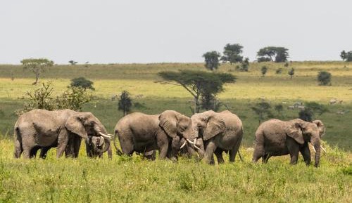 Ngorongoro House Safari Experience