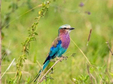 2 Bedroom Presidential Suite with Terrace Safari Experience