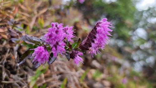 One-Bedroom Bungalow