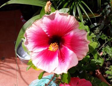 Queen Room with Garden View