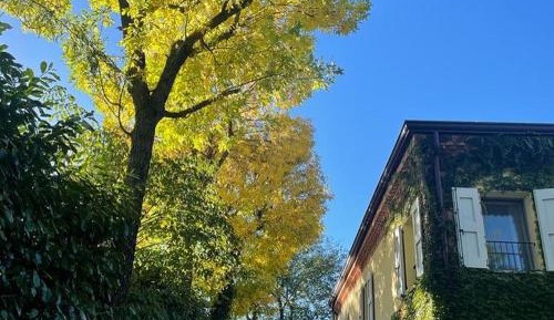 Studio with Garden View