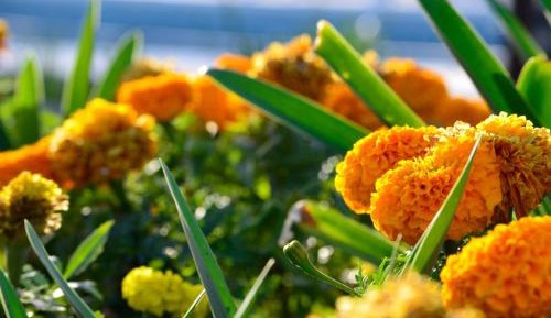 Standard Bungalow (6 Adults)