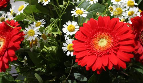 Double Room with Garden