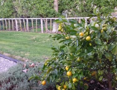 Deluxe Queen Room - Ruby