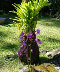 Studio with Pool View