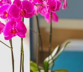 Triple Room with Pool View