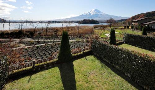 Chamomile (Maisonette Type)