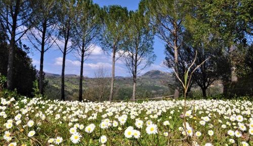 Apartment with Garden View