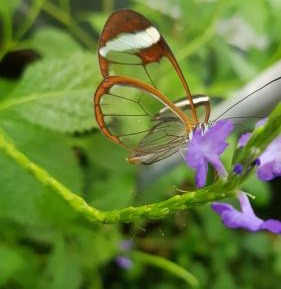 Deluxe Double or Twin Room with Balcony