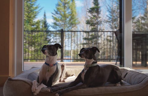 Le Granit Regional County Municipality Ski Chalet | Ēlk - LAke and nature(dogs allowed)