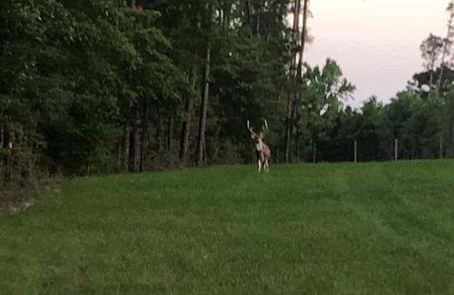 Bon Wier House | Beautiful Piney Woods Ranch Retreat