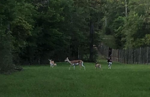 Bon Wier House | Beautiful Piney Woods Ranch Retreat
