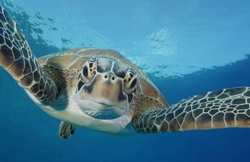 Dhonfanu House | 4-bedroom house in charming Baa Atoll with AC, WiFi